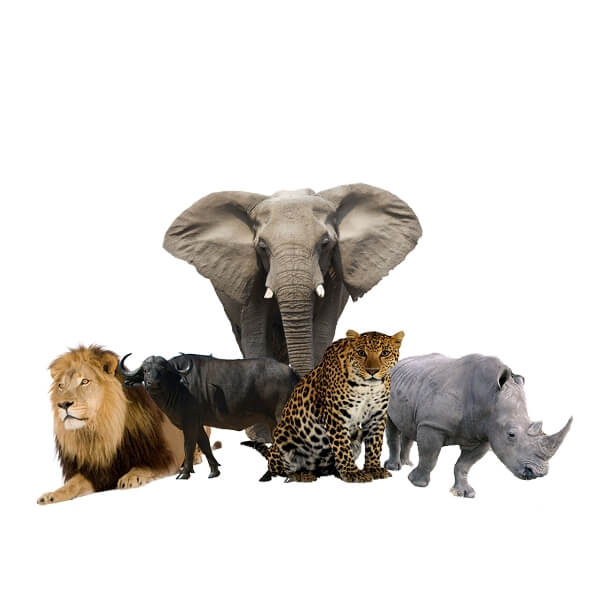 wild animals