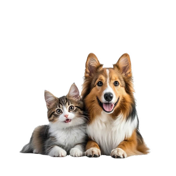 dog & cat statues